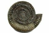 Jurassic Ammonite (Dactylioceras) Fossil - England #351157-1